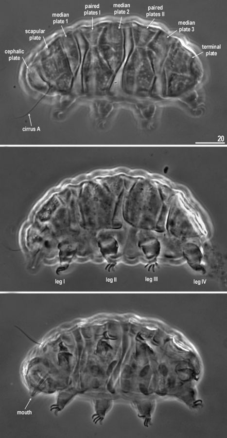 New mud dragons from Svalbard: three new species of Cristaphyes and the  first Arctic species of Pycnophyes (Kinorhyncha: Allomalorhagida:  Pycnophyidae) [PeerJ]