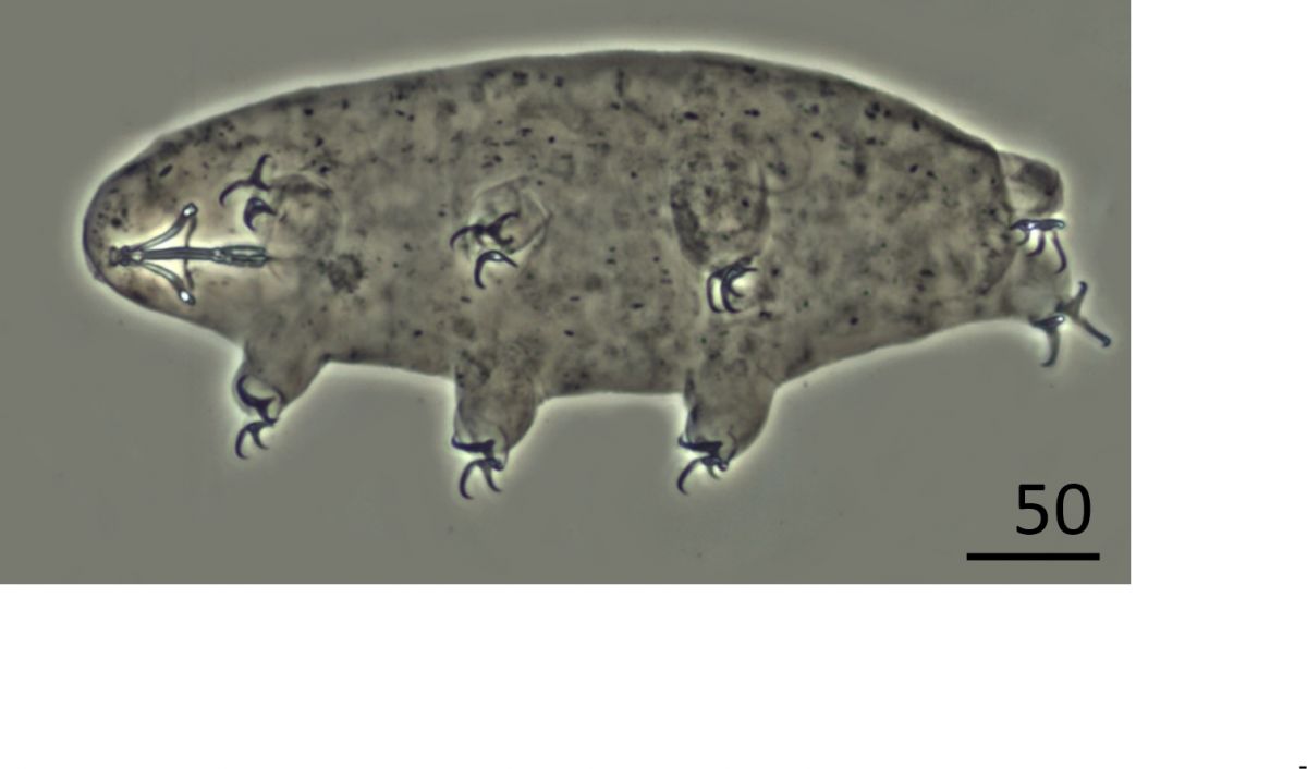 New mud dragons from Svalbard: three new species of Cristaphyes and the  first Arctic species of Pycnophyes (Kinorhyncha: Allomalorhagida:  Pycnophyidae) [PeerJ]