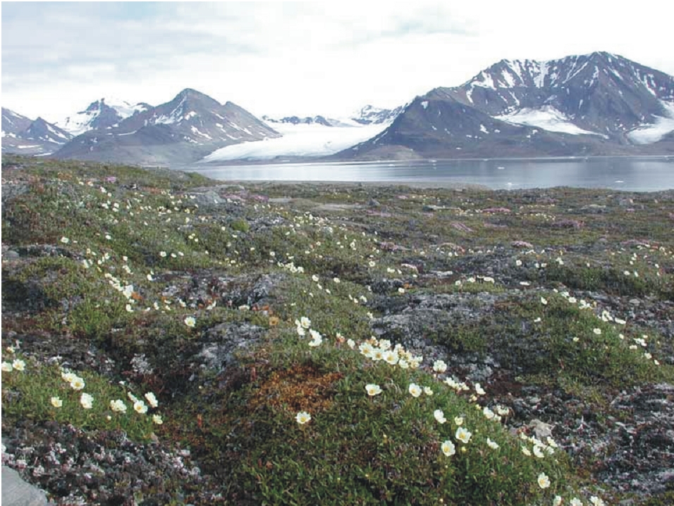 fot.1. tundra spitsbergenska wiosna fot. jg