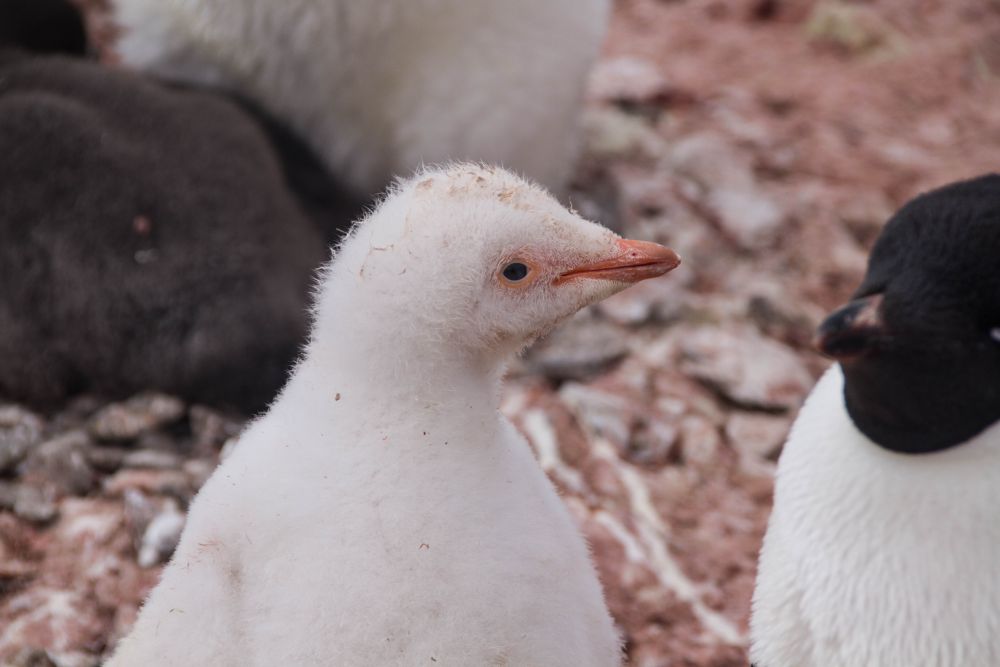 fot 1 piskle pinwina bialookiego odmiana leucystyczna