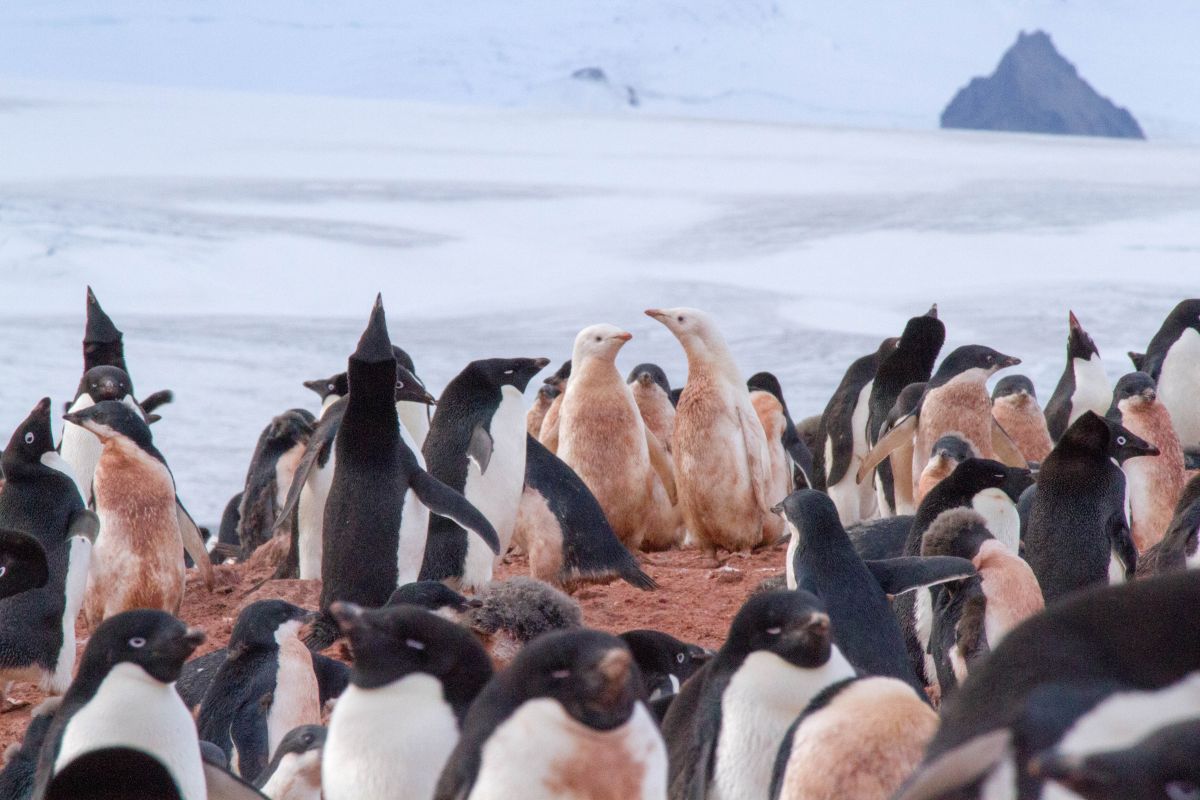 fot 2 leucystycznie ubarwione piskleta pingwina bialookiego w otoczeniu typowo ubarwionych osobnikow