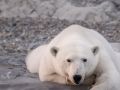 Samica niedźwiedzia polarnego (Ursus maritimus), Burgerbukta