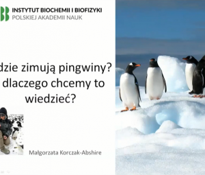 Gdzie zimują pingwiny i dlaczego chcemy to wiedzieć