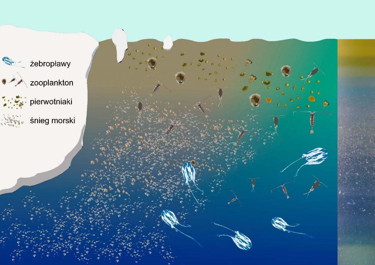 Schemat rozmieszczenia śniegu morskiego, pierwotniaków i zooplanktonu w wodach przylodowcowych