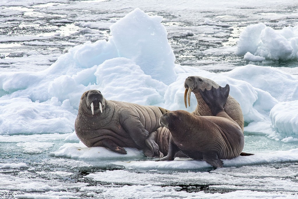The walrus – a one-of-its-kind polar record holder. Part three of the Arctic  Champions League - Edu Arctic