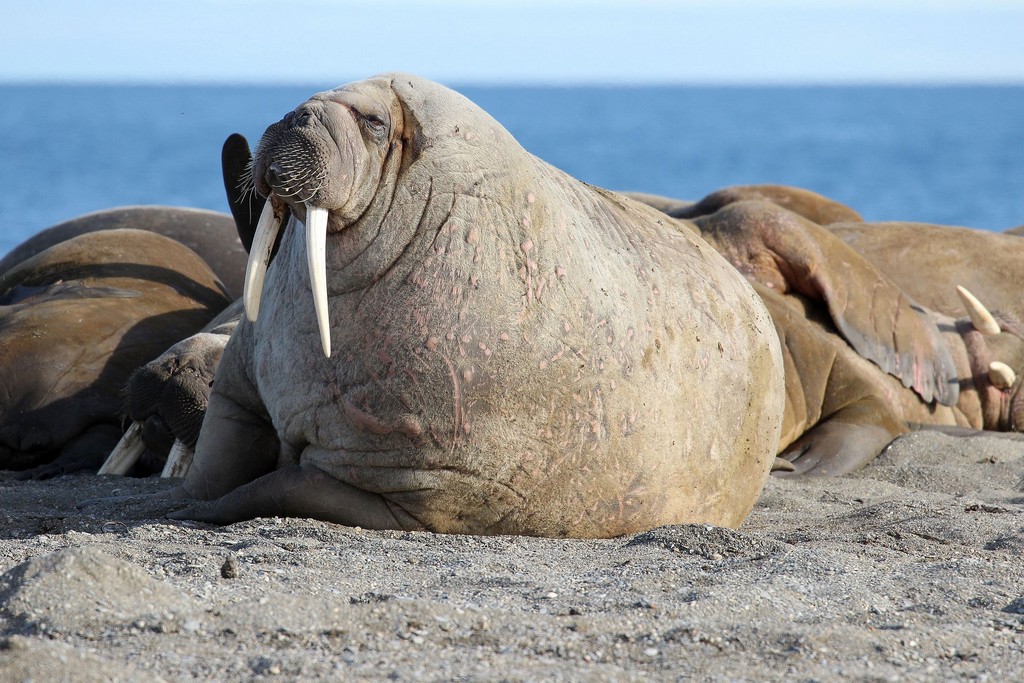 The walrus – a one-of-its-kind polar record holder. Part three of the Arctic  Champions League - Edu Arctic